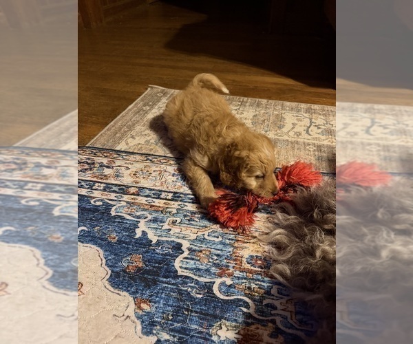 Medium Photo #12 Aussiedoodle Puppy For Sale in ASHEVILLE, NC, USA