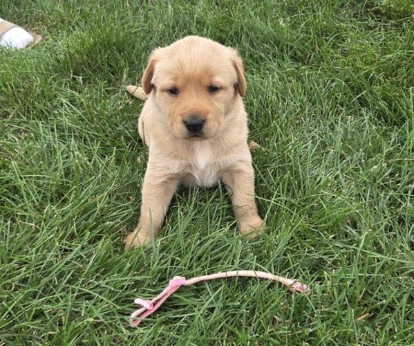 Medium Photo #4 Golden Labrador Puppy For Sale in HAZEL GREEN, WI, USA