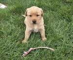 Litter of 5 - Male(s) and Female(s) Golden LabradorLitter of Puppies for Sale - Photo #4