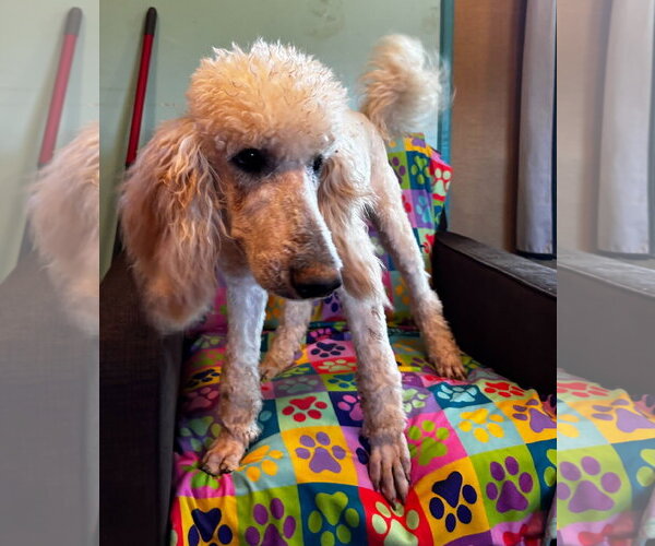 Medium Photo #3 Poodle (Standard) Puppy For Sale in Pacolet, SC, USA