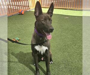 Mutt Dogs for adoption in Las Vegas, NV, USA