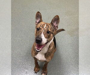 Medium Basenji-Dutch Shepherd  Mix