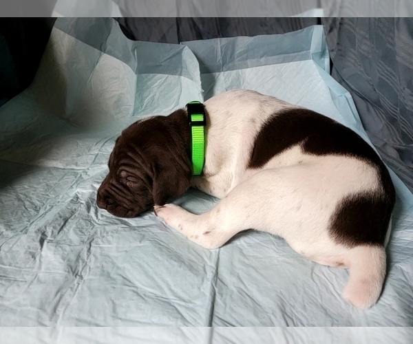 Medium Photo #1 German Shorthaired Pointer Puppy For Sale in BLUE SPRINGS, MS, USA