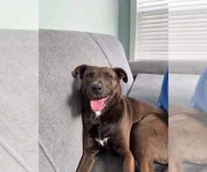 Labrador Retriever-Unknown Mix Dogs for adoption in Palatine/Kildeer/Buffalo grove, IL, USA