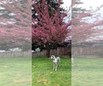 Small Photo #1 Great Dane Puppy For Sale in SALEM, OR, USA