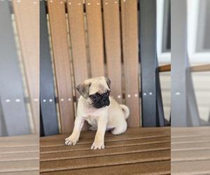 Pug Puppy for sale in SCHELLSBURG, PA, USA
