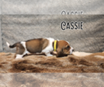 Small #2 Basset Hound