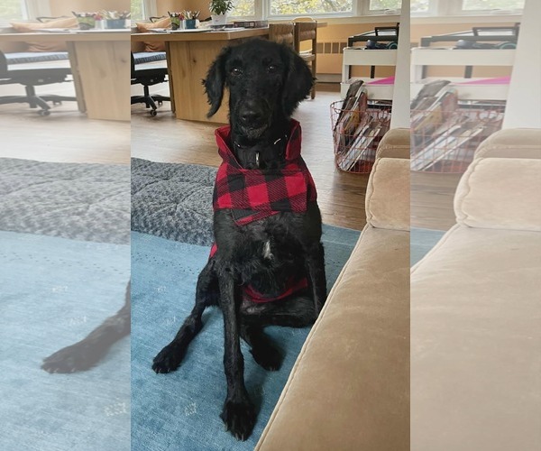 Medium Photo #4 Poodle (Standard) Puppy For Sale in Westwood, NJ, USA