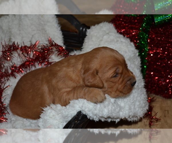 Medium Photo #16 Golden Retriever Puppy For Sale in GREENWOOD, WI, USA