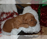 Small Photo #16 Golden Retriever Puppy For Sale in GREENWOOD, WI, USA