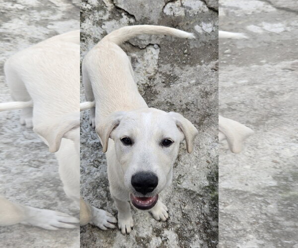 Medium Photo #2 Labrador Retriever Puppy For Sale in Tracy City, TN, USA