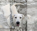Small #1 Labrador Retriever