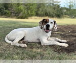 Small #2 Boxer Mix