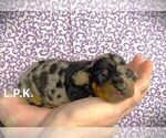 Small Photo #3 Dachshund Puppy For Sale in WINNSBORO, LA, USA