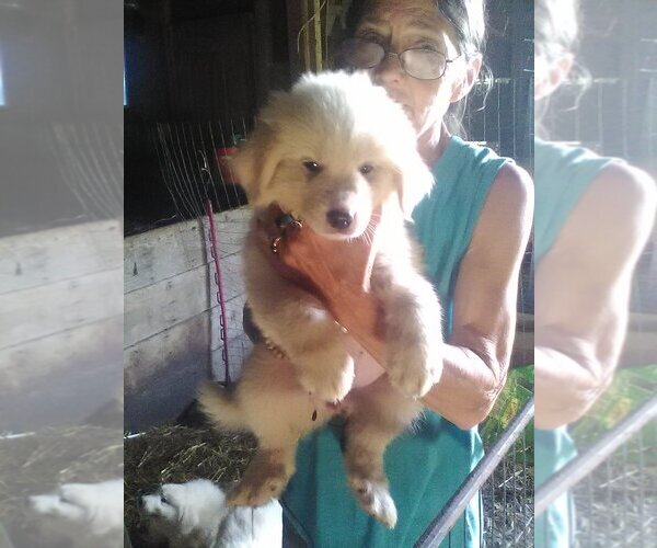 Medium Photo #1 Great Pyrenees Puppy For Sale in NORTH VERNON, IN, USA