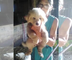 Great Pyrenees Puppy for sale in NORTH VERNON, IN, USA