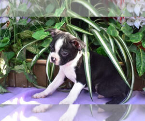Boston Terrier Puppy for sale in MILLERSBURG, OH, USA