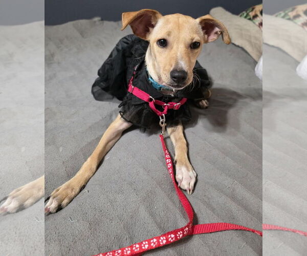 Medium Photo #9 Jack Chi Puppy For Sale in Princeton, MN, USA