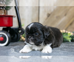 Small Photo #16 Shih Tzu Puppy For Sale in GREENWICH, OH, USA
