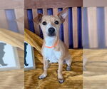 Small #1 Chihuahua Mix