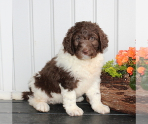 Newfypoo Puppy for sale in NEW PROVIDENCE, PA, USA