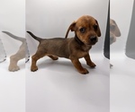 Small Photo #8 Dachshund Puppy For Sale in SAINT AUGUSTINE, FL, USA