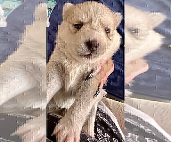 Medium Photo #154 Pomsky Puppy For Sale in LOVELAND, CO, USA