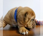 Small Photo #3 Dogue de Bordeaux Puppy For Sale in ROYAL PALM BEACH, FL, USA