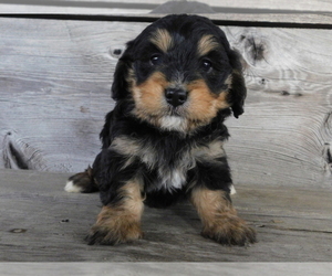 Mastiff Puppy for sale in ASHBURN, VA, USA