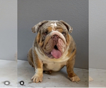Small Photo #1 English Bulldog Puppy For Sale in SANTA CLARITA, CA, USA