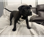 Small Photo #13 American Bully Puppy For Sale in REESEVILLE, WI, USA