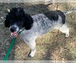 Small Photo #1 Poodle (Miniature) Puppy For Sale in HADDAM, KS, USA