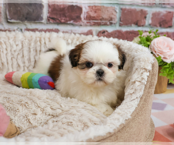 Medium Photo #17 Shih Tzu Puppy For Sale in SYRACUSE, IN, USA