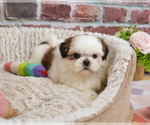 Small #16 Shih Tzu