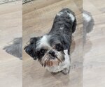 Small Photo #1 Shih Tzu Puppy For Sale in Lee's Summit, MO, USA
