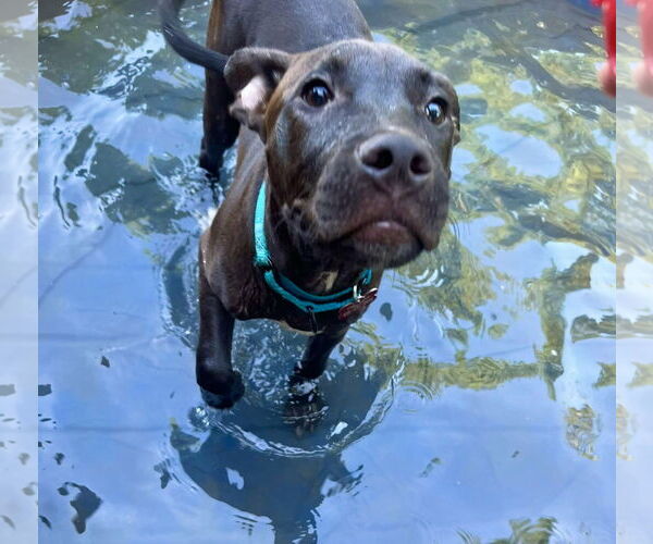 Medium Photo #19 Labrador Retriever-Unknown Mix Puppy For Sale in Mount Laurel, NJ, USA