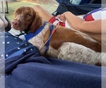 Small Photo #1 Brittany Puppy For Sale in ORRUM, NC, USA