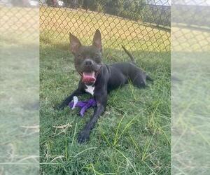 RORY - Female Mutt Dog for Adoption - Photo #2