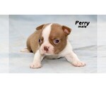 Small Photo #19 Boston Terrier Puppy For Sale in CLARE, MI, USA