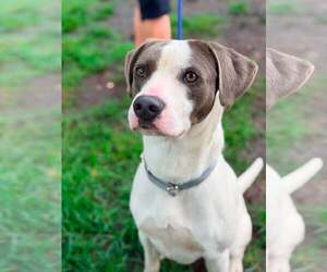 Retriever -Unknown Mix Dogs for adoption in Martinsburg, WV, USA