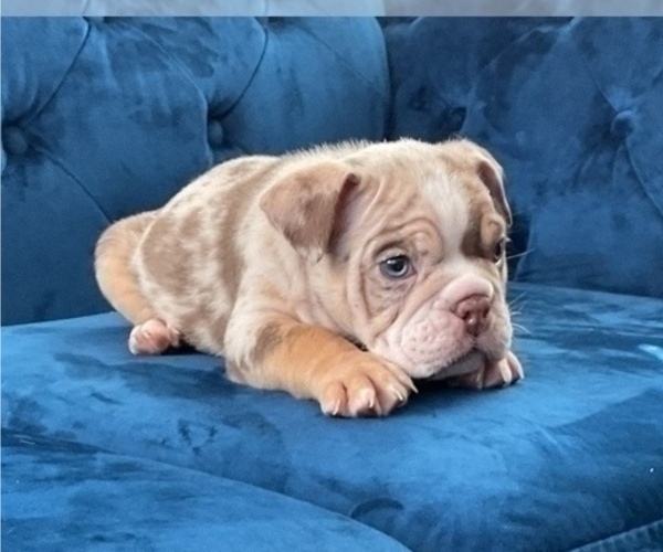 Medium Photo #4 English Bulldog Puppy For Sale in GLENDALE, CA, USA