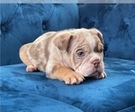 Small Photo #4 English Bulldog Puppy For Sale in GLENDALE, CA, USA