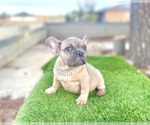 Small #7 French Bulldog