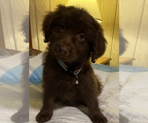 Labradoodle Puppy for sale in HATTIESBURG, MS, USA