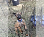 Puppy Puppy 1 Belgian Malinois