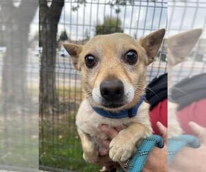 Chihuahua Dogs for adoption in Lodi, CA, USA