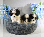 Small #15 Cavapoo