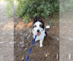 Small Photo #9 Mutt Puppy For Sale in Oak Bluffs, MA, USA