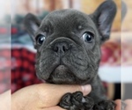 Small Photo #3 French Bulldog Puppy For Sale in BROOKLYN, NY, USA