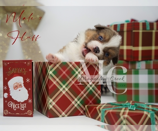 Medium Photo #15 Pembroke Welsh Corgi Puppy For Sale in FLORALA, AL, USA